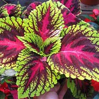 Amiclear's potent Coleus Forskohlii extract for optimal health and wellness